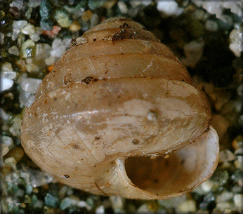 Right: Euconulus trochulus (Reinhart, 1883) Silk Hive