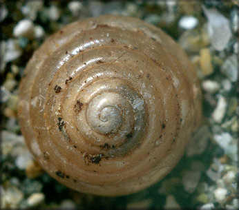 Right: Euconulus trochulus (Reinhart, 1883) Silk Hive