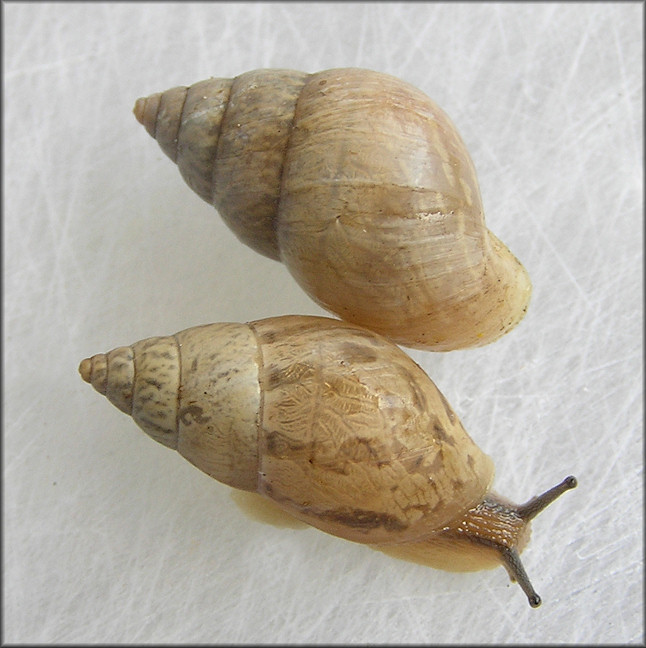 Bulimulus sporadicus (d’Orbigny, 1835)