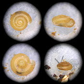 Punctum vitreum (H. B. Baker, 1930) Glass Spot