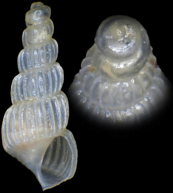 Truncatella pfeifferi von Martens, 1860 Juvenile