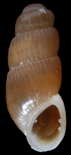 Truncatella caribaeensis Reeve, 1842 Caribbean Truncatella