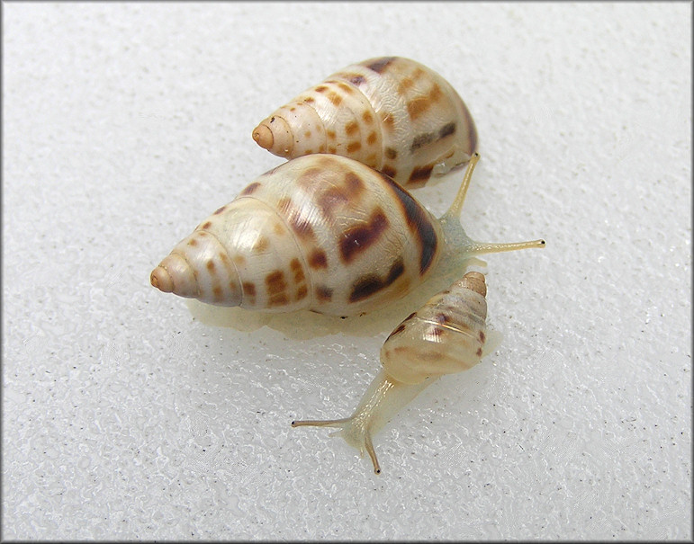 Drymaeus dormani (W. G. Binney, 1857) Manatee Treesnail