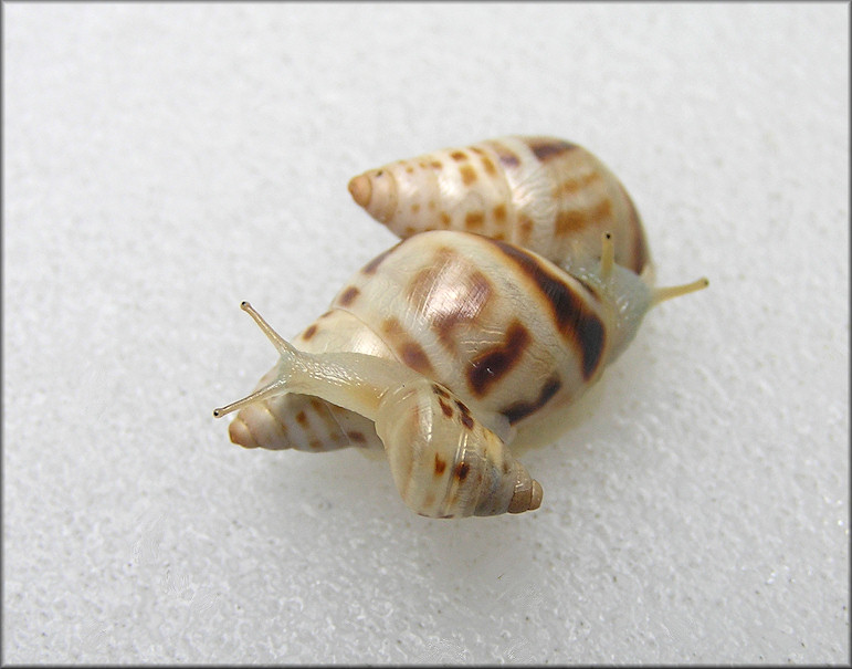 Drymaeus dormani (W. G. Binney, 1857) Manatee Treesnail