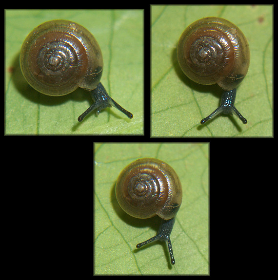 Ventridens cerinoideus (Anthony, 1865) Wax Dome