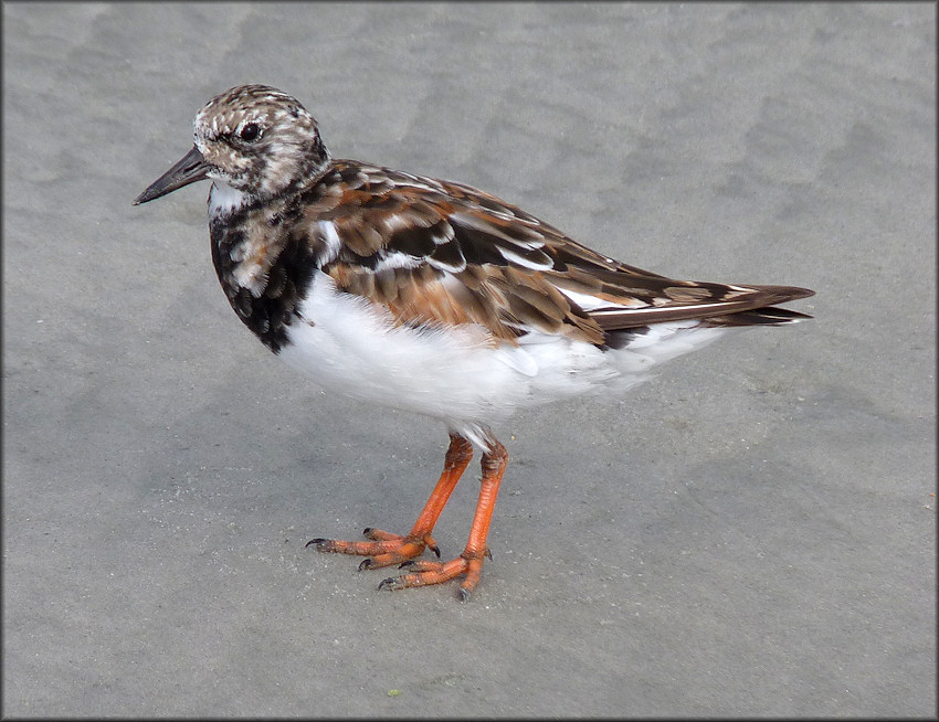 Ruddy Turnstone Arenaria interpres