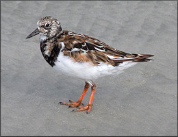 Ruddy Turnstone Arenaria interpres