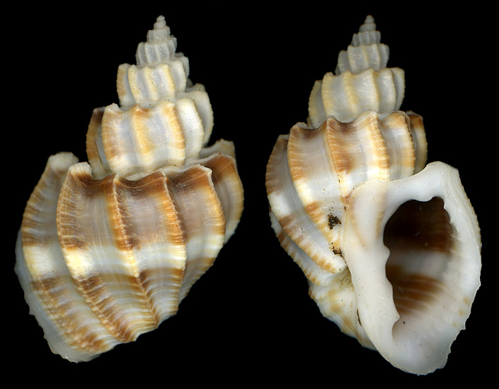 Trigonostoma scalariformis (Lamarck, 1822)