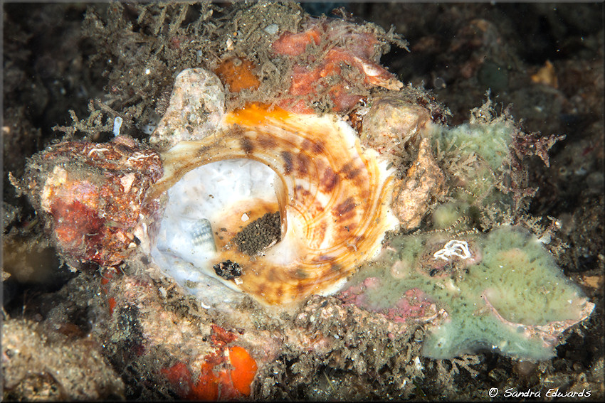 Xenophora conchyliophora (Born, 1780) American Carriersnail Expelling Feces