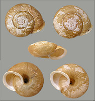 Allogona profunda (Say, 1821) Broad-banded Forestsnail