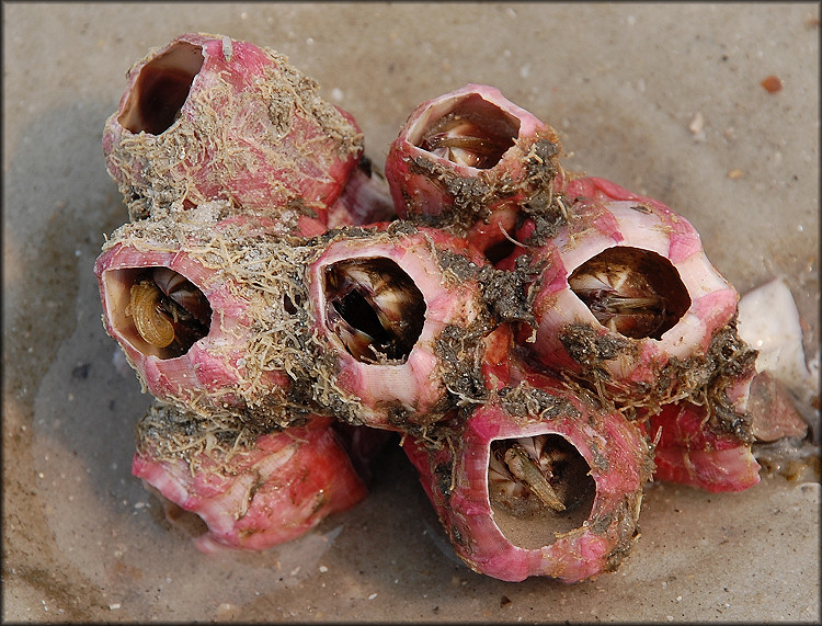 Megabalanus coccopoma Titan Acorn Barnacle