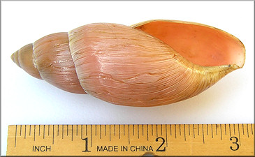 Euglandina rosea (Férussac, 1821) Rosy Wolfsnail - Very Large Specimen