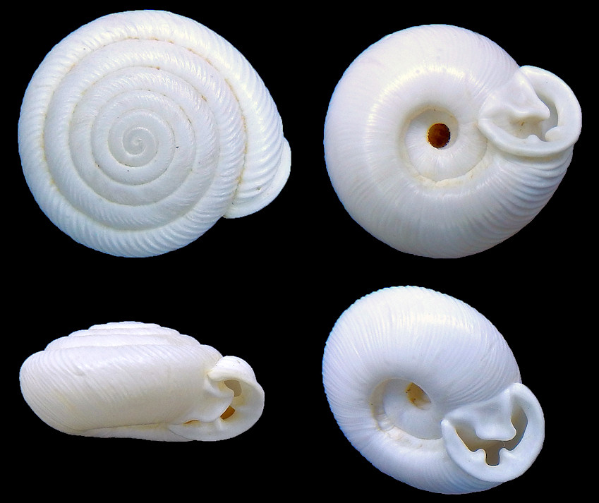 Millerelix tholus (W. G. Binney, 1857)