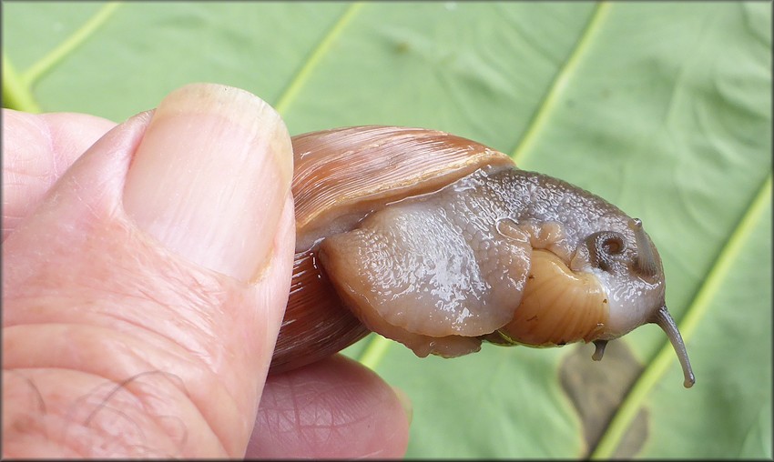 Euglandina rosea (Frussac, 1821) Feeding On Bulimulus sporadicus