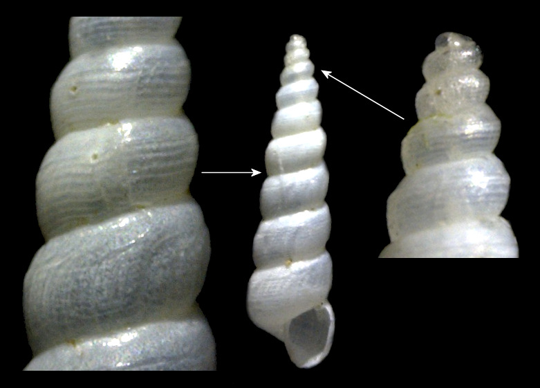 Murchisonella spectrum (Mrch, 1875)