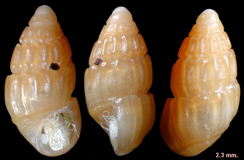 Lirobarleeia gradata (d'Orbigny, 1842)