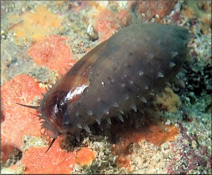 Macrocypraea cervus (Linn, 1771) Atlantic Deer Cowrie In Situ (probable)