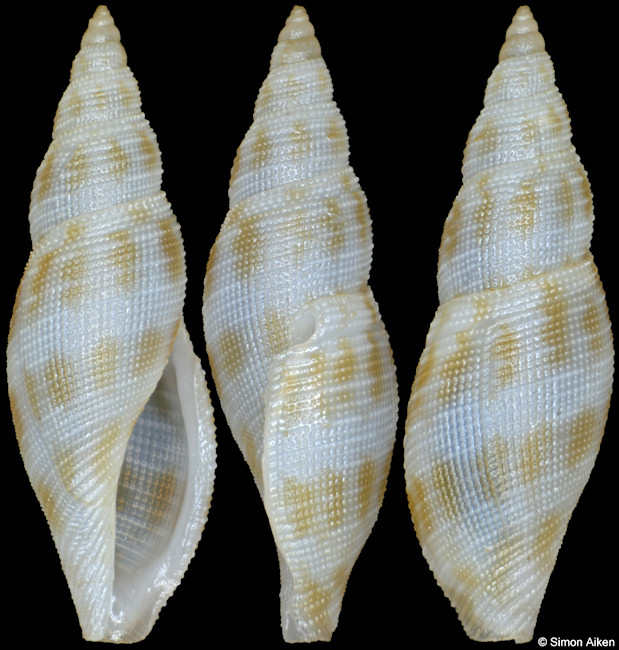 Daphnella ornata Hinds, 1844