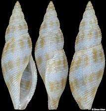 Daphnella ornata Hinds, 1844