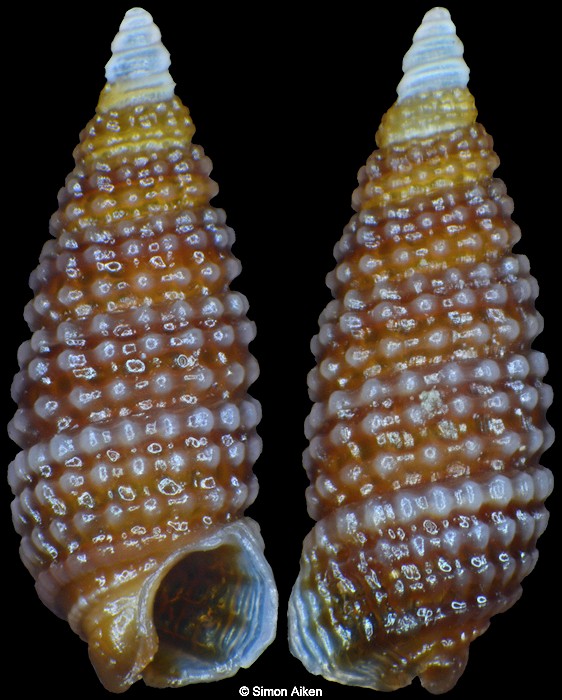 Cerithiopsis tuberculoides Carpenter, 1857