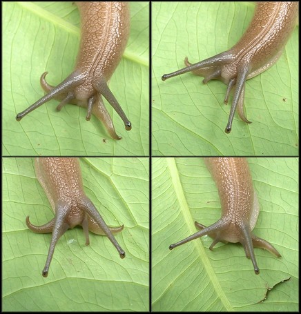 Euglandina rosea (Frussac, 1821) Rosy Wolfsnail Close-up Of Living Animal