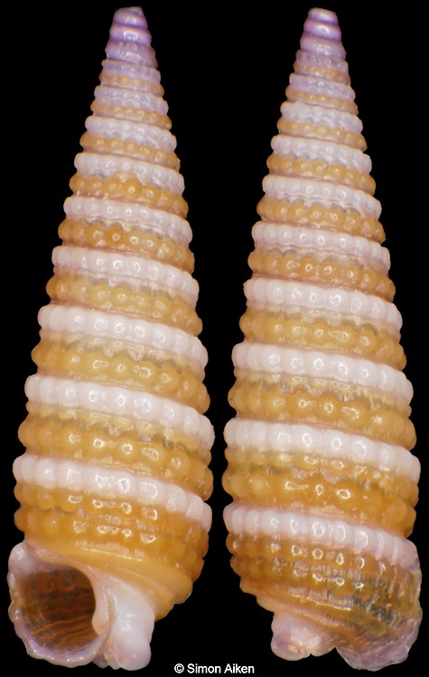 Mastonia tulipa Jousseaume, 1898