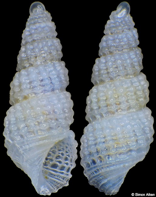 Chrysallida clathratula (C. B. Adams, 1852)