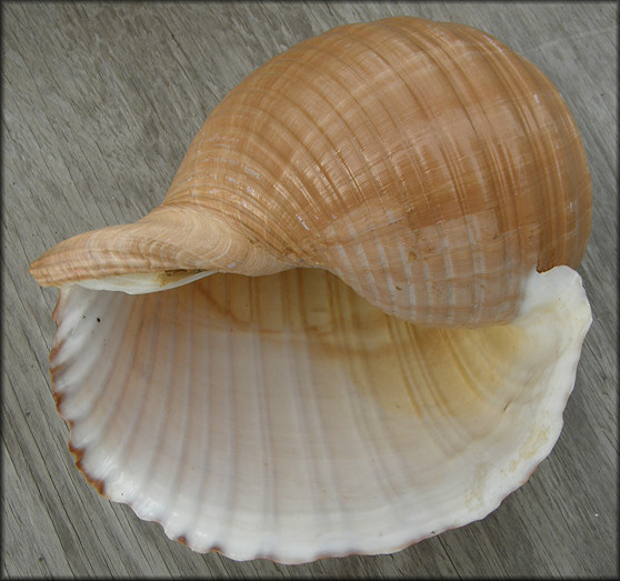 Tonna olearium (Linnaeus, 1758)