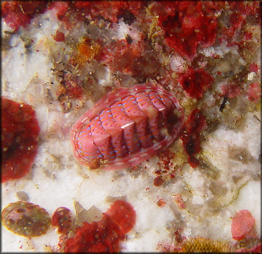 Tonicella cf. undocaerulea Sirenko, 1973