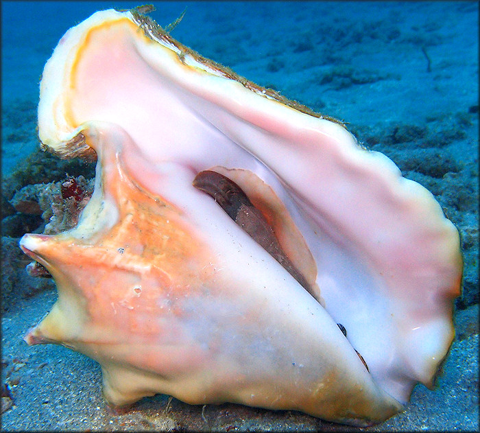 Lobatus gigas (Linnaeus, 1758) Queen Conch