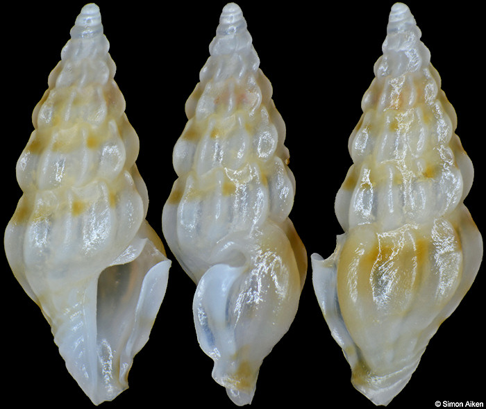 Agladrillia nitens (Hinds, 1843)