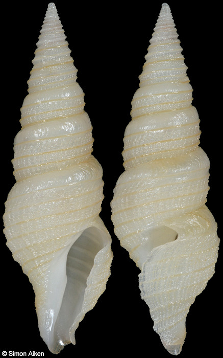 Tomopleura subtilinea (Hedley, 1918)