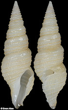 Tomopleura subtilinea (Hedley, 1918)