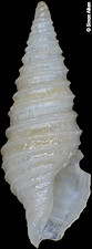Microdrillia niponica (E. A. Smith, 1879)