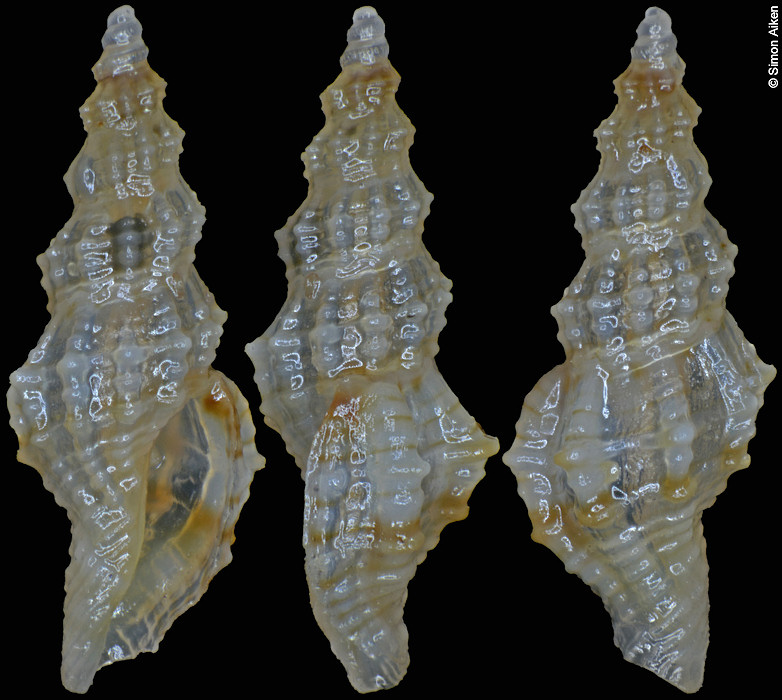 Veprecula crystallina Stahlschmidt, Chino and Kilburn, 2012