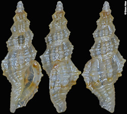 Veprecula crystallina Stahlschmidt, Chino and Kilburn, 2012