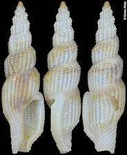 Daphnella sp. nov.