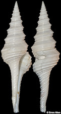 Lophiotoma indica bulowi (G. B. Sowerby III, 1888)