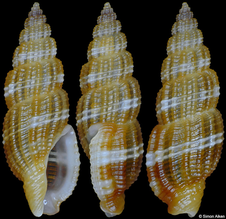 Kermia cf. clathurelloides Kilburn, 2009