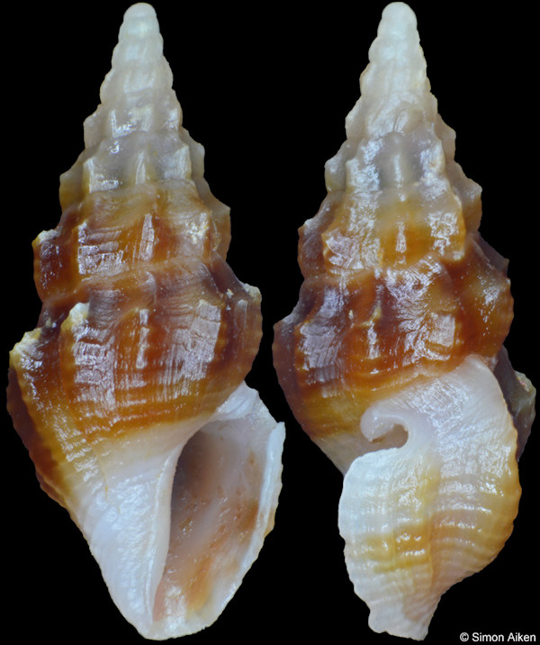 Clavus devexistriatus Kilburn, Fedosov and Kantor, 2014