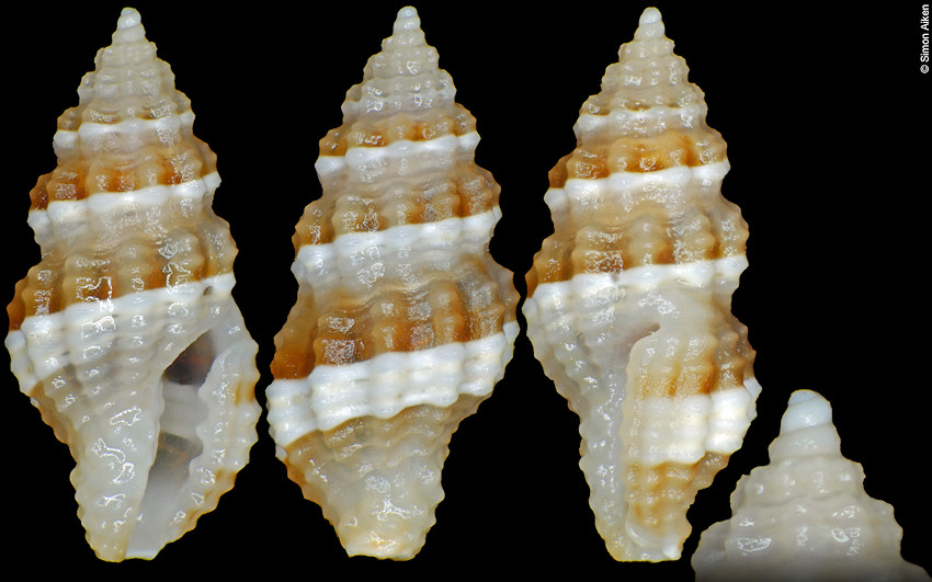 Hemilienardia calcicincta (Melvill and Standen, 1895)