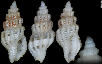 Hemilienardia apiculata (Montrouzier, 1864)