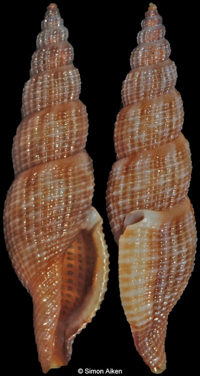 Daphnella saturata (Reeve, 1845)