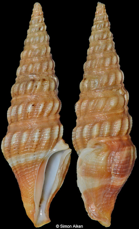 Inquisitor cf. aesopus (Schepman, 1913)