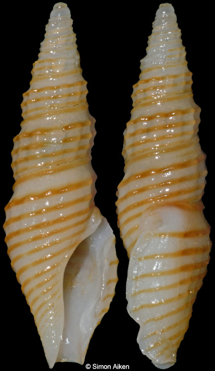 Otitoma aureolineata Stahlschmidt, Poppe and Tagaro, 2018