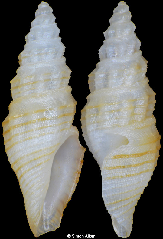 Bathytoma species