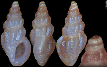 Anacithara species C