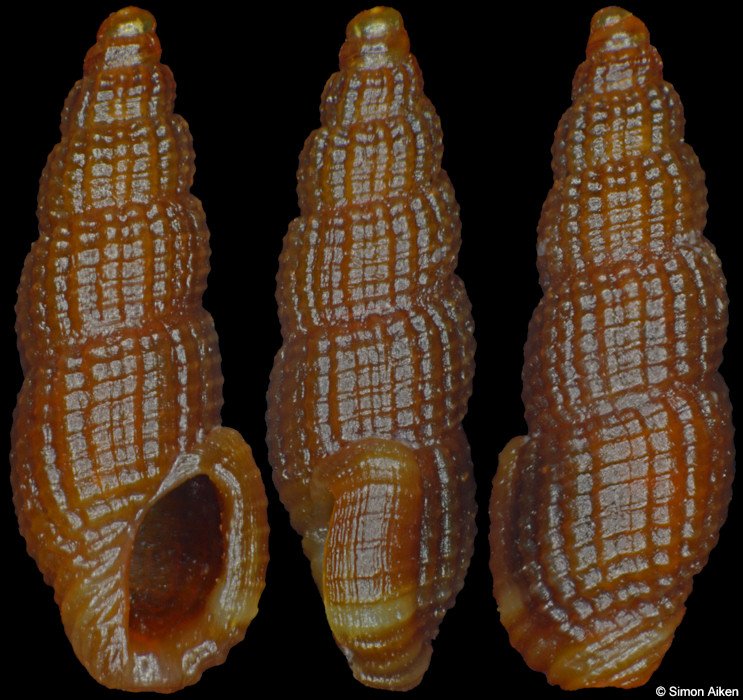 Anacithara cf. lita (Melvill and Standen, 1896)