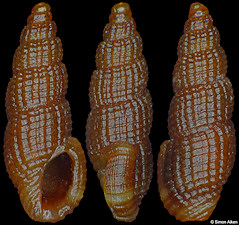 Anacithara cf. lita (Melvill and Standen, 1896)