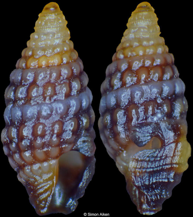 Carinapex minutissima (Garrett, 1873)